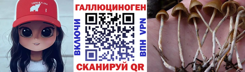 Галлюциногенные грибы Psilocybine cubensis  кракен маркетплейс  Ставрополь 